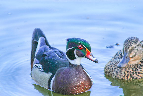 the mallards