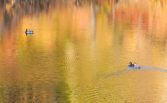 Windsor Lake