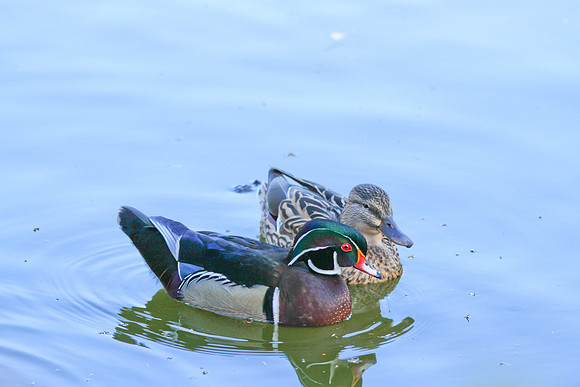 the mallards 2