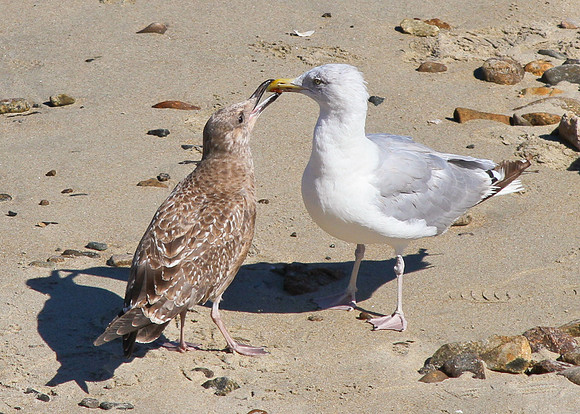 kissing cousins