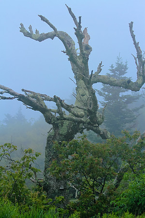 mount greylock